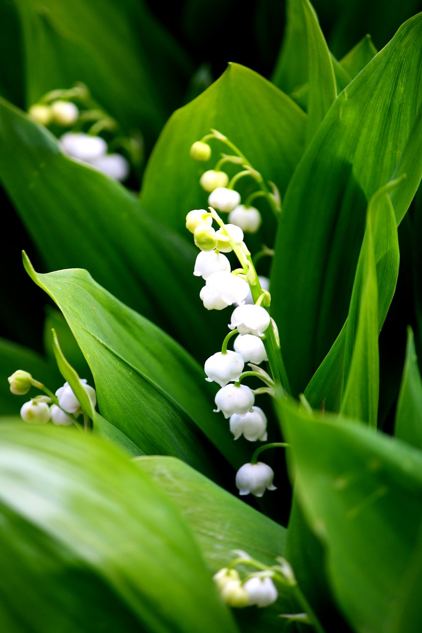 lily-of-the-valley-490104_1280.jpg